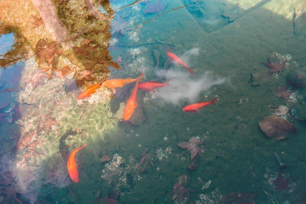 Hammonds Fishing Sales Shop -Hammonds Fishing Sales Shop 2ce00e789e7a71887c3ee660ed69908