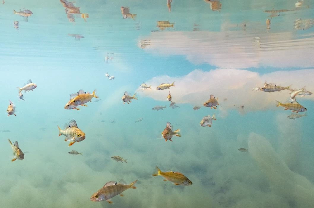 Hammonds Fishing Sales Shop -Hammonds Fishing Sales Shop e47325960705006b8ede63e627036e1